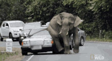 elefant-car.gif